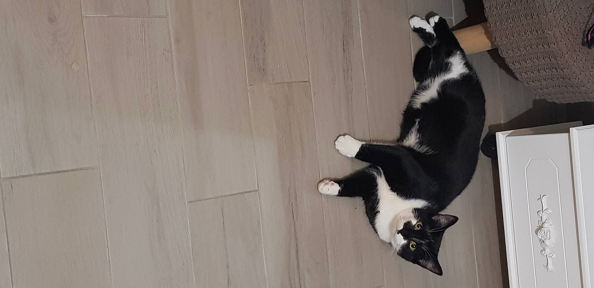 Oreo a rejoint le concours — aidez-le/la à gagner de superbes lots ! black_and_white, black_cat, carnivore, cat, felidae, polydactyl_cat, small_to_medium_sized_cats, tail, whiskers