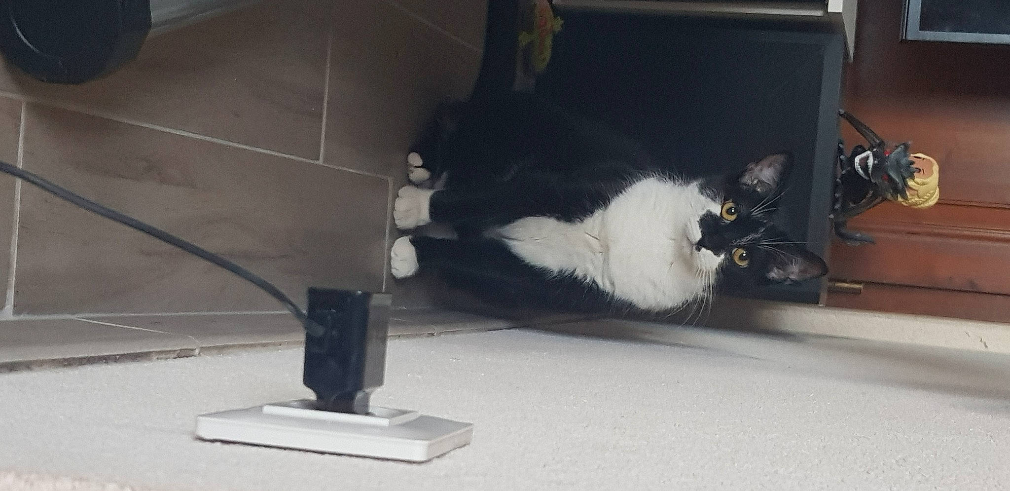 Oreo participe au concours pour gagner de l'argent avec cette photo : carnivore, cat, felidae, fur, polydactyl_cat, small_to_medium_sized_cats, tail, whiskers