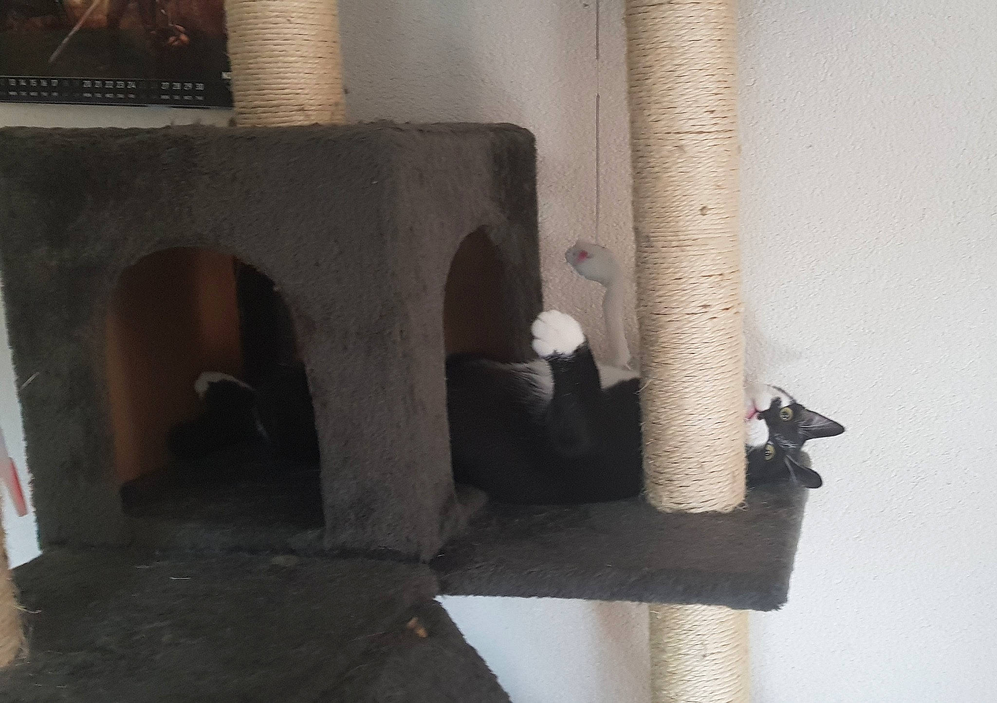 Oreo participe au concours pour gagner de l'argent avec cette photo : cat, cat_furniture, hearth, small_to_medium_sized_cats