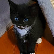 Hank is registered to the contest to win money with this photo: kitten, black_and_white, blue_eyes, cat, pet, animal, feline, indoor, wooden_floor, curious, small, cute, whiskers, paws, young, fur, domestic, close_up, sitting, household