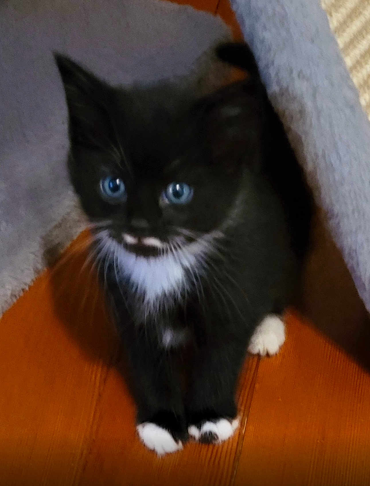 Hank is registered to the contest to win money with this photo: kitten, black_and_white, blue_eyes, cat, pet, animal, feline, indoor, wooden_floor, curious, small, cute, whiskers, paws, young, fur, domestic, close_up, sitting, household
