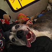 Blaze joined the competition — help win amazing prizes! dog, tongue_out, stuffed_toys, window, indoor, person, lap, smiling_dog, colorful, plush, cozy, happy, pet, animal, relaxed, home, fabric, casual, friendship, comfort
