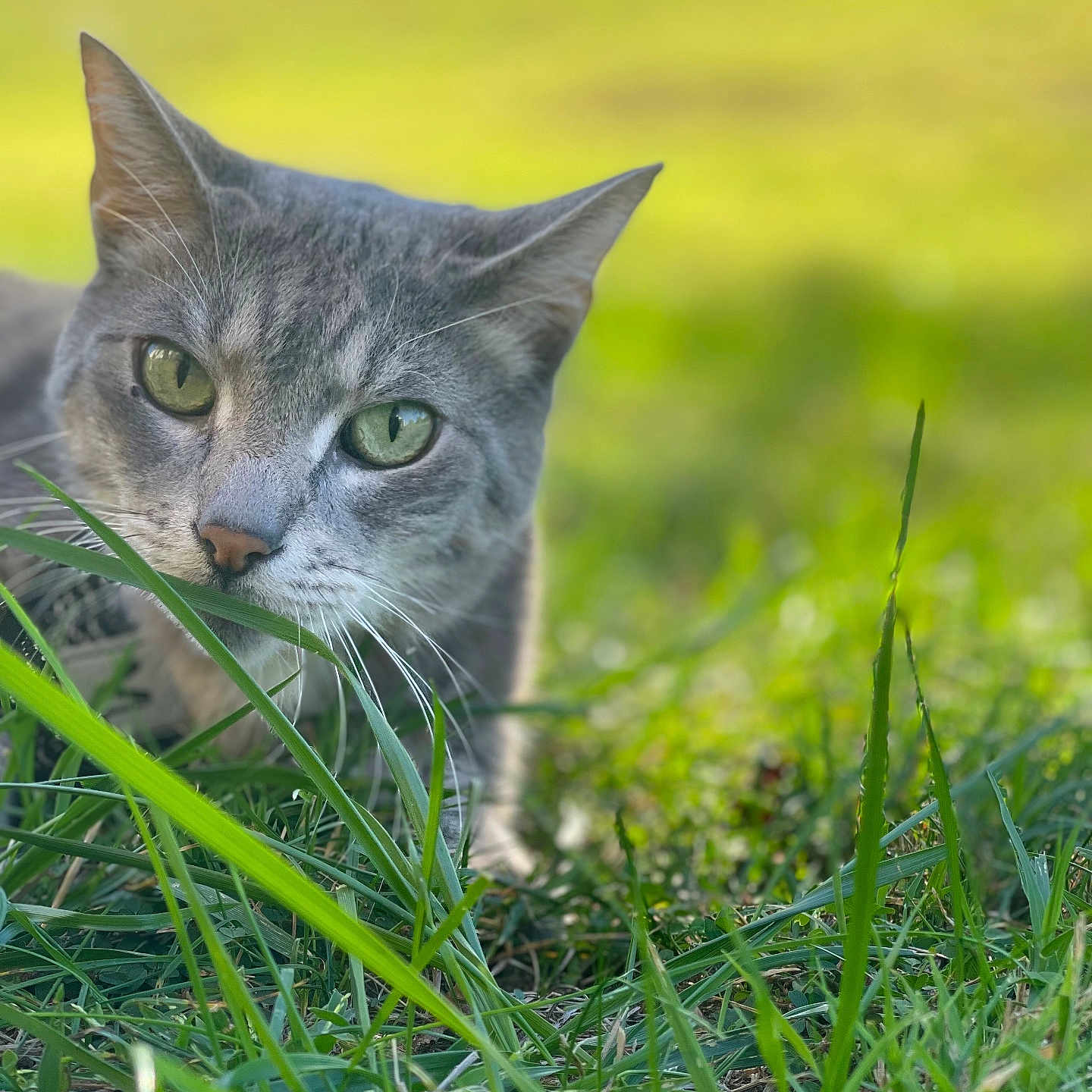 Simba is registered to the contest to win money with this photo: animal, cat, close_up, curious, daylight, ears, face, feline, focus, grass, gray_tabby, green_eyes, greenery, muzzle, nature, outdoor, pet, portrait, soft_light, whiskers