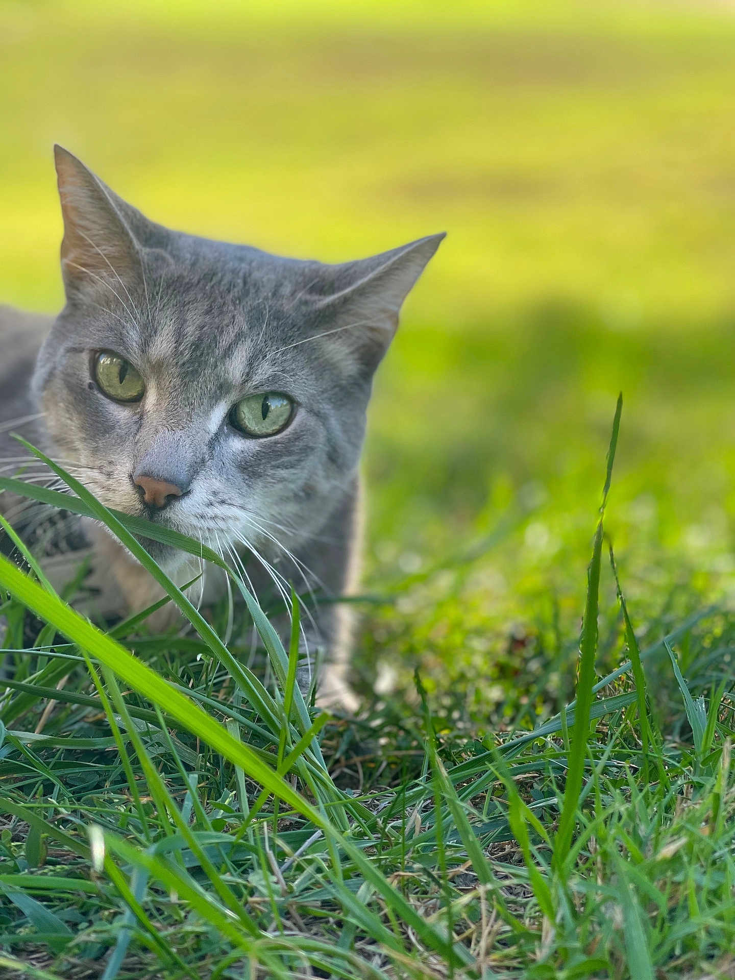 Simba is registered to the contest to win money with this photo: cat, gray_tabby, green_eyes, grass, outdoor, nature, animal, pet, close_up, focus, whiskers, ears, face, muzzle, feline, daylight, greenery, curious, soft_light, portrait