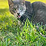 Simba joined the competition — help win amazing prizes! cat, gray_cat, green_eyes, grass, outdoor, sunlight, pet, animal, nature, leash, harness, tongue_out, closeup, feline, playful, curious, whiskers, portrait, daylight, greenery