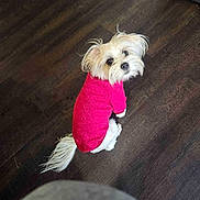Roxy joined the competition — help win amazing prizes! dog, small_dog, pink_sweater, pet, looking_back, indoor, wooden_floor, fur, cute, sitting, canine, animal, cozy, adorable, companion, fluffy_tail, domestic_animal, portrait, friendly, household