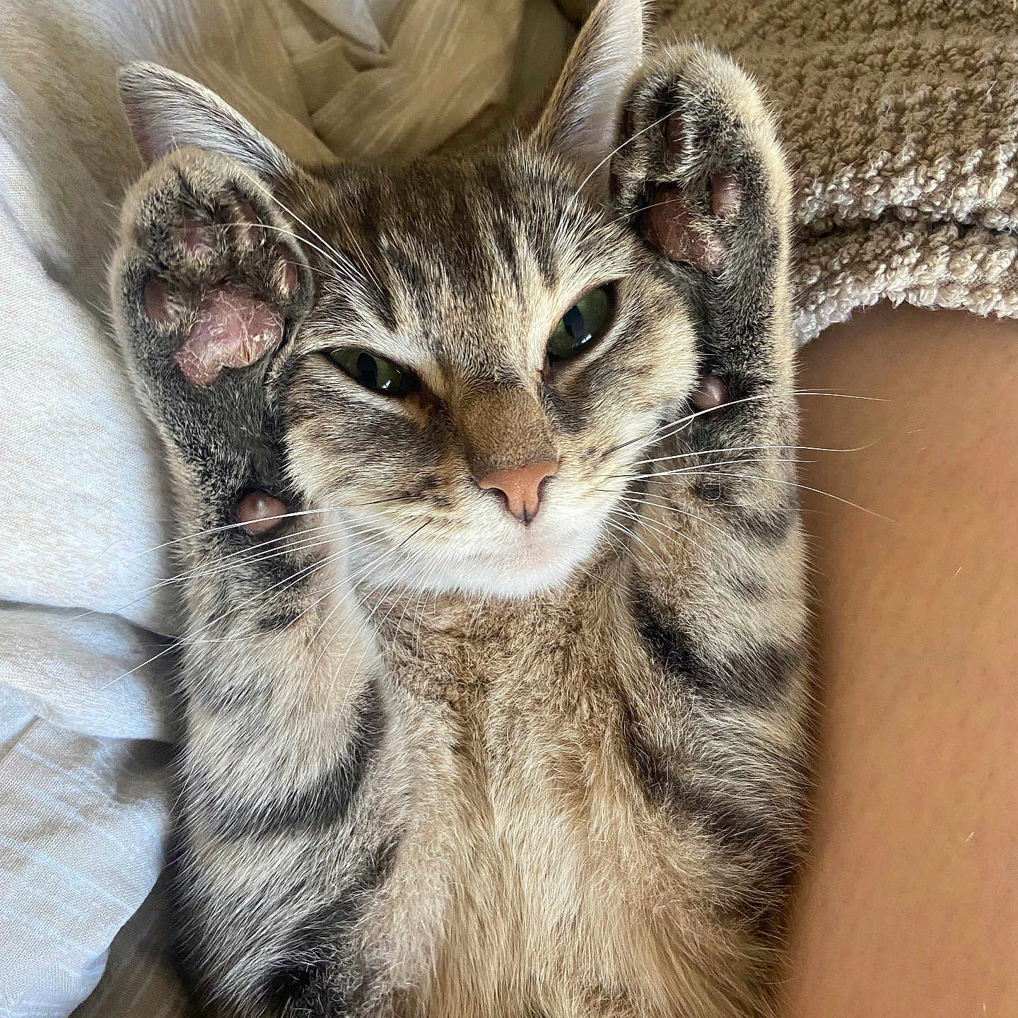 Mia a rejoint le concours — aidez-le/la à gagner de superbes lots ! abyssinian, animal, bed, bedroom, blanket, cat, chair, couch, cushion, furniture, homedecor, indoors, kitten, linen, manx, person, pet, quilt, siamese, sleeping