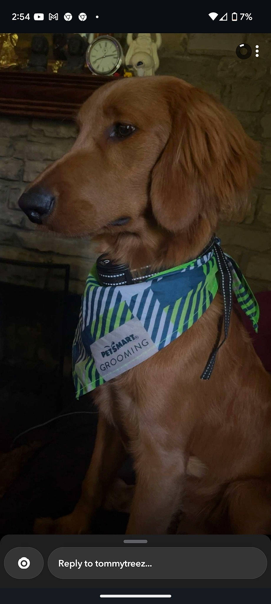 Winnie joined the competition — help win amazing prizes! canidae, carnivore, collar, companion_dog, dog, dog_breed, dog_collar, dog_supply, fashion_accessory, fawn, fur, gun_dog, hunting_dog, leash, liver, pet_supply, snout, sporting_group, whiskers, working_animal