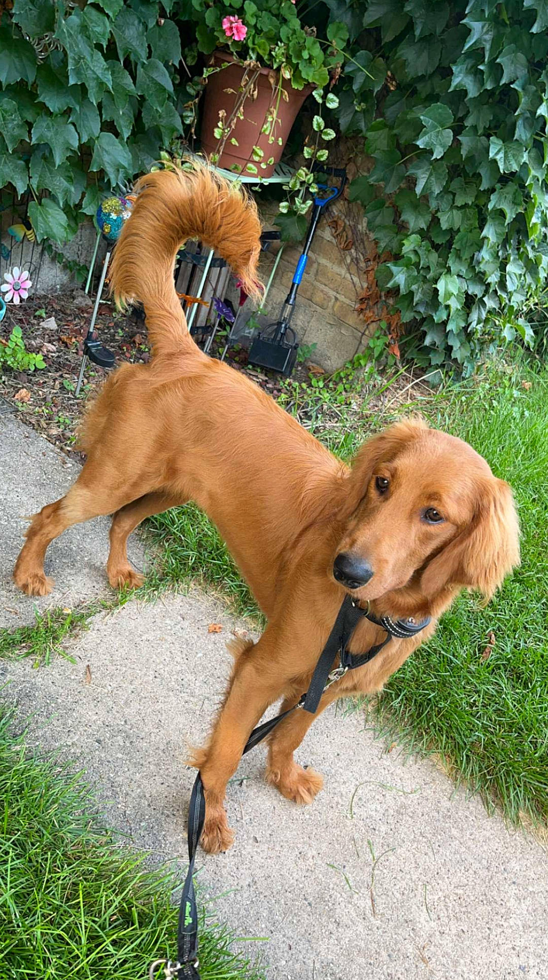 Winnie is registered to the contest to win money with this photo: canidae, carnivore, collar, companion_dog, dog, dog_breed, dog_collar, dog_supply, fawn, grass, gun_dog, hound, leash, liver, pet_supply, plant, sporting_group, tail, wood, working_animal