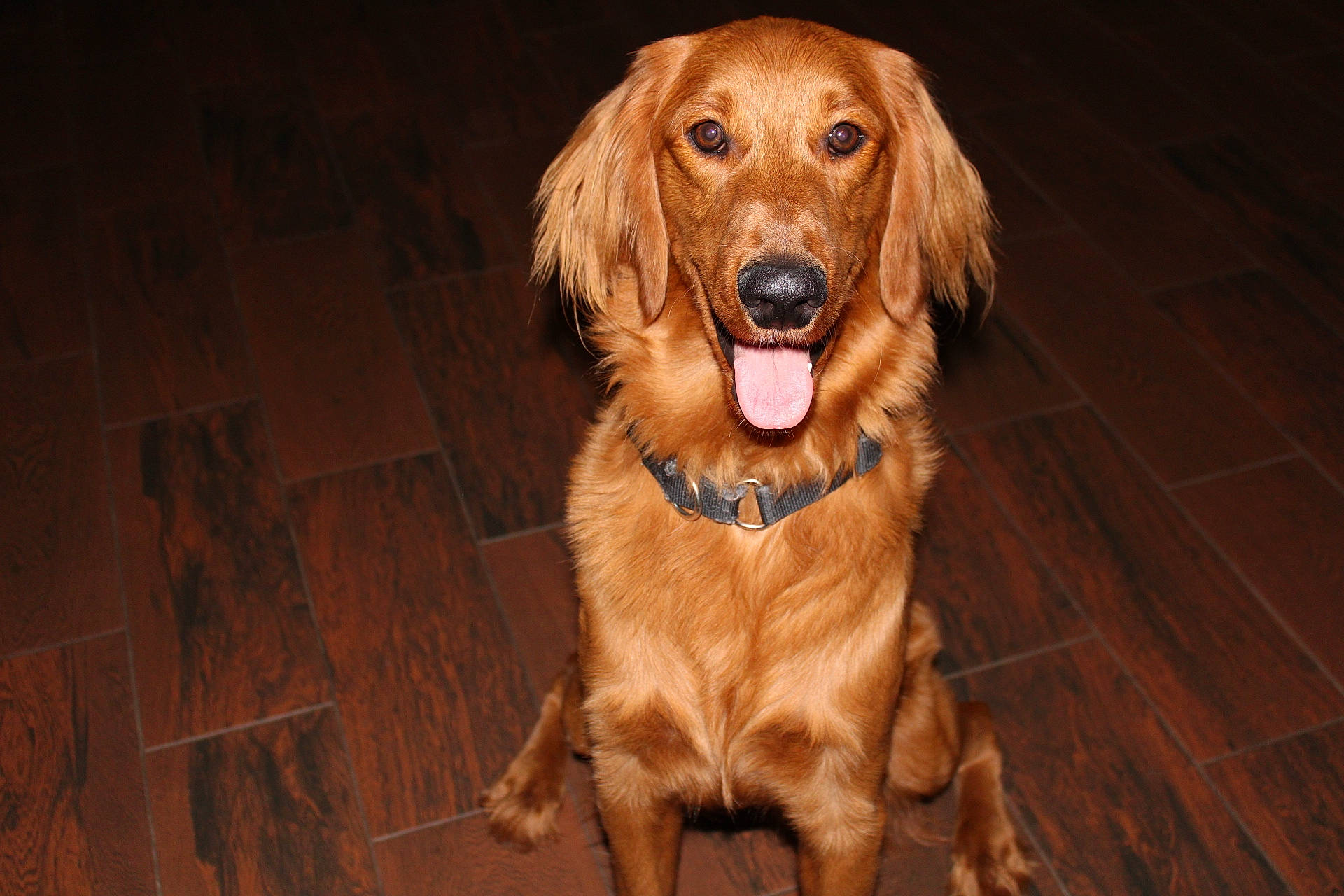 Winnie is registered to the contest to win money with this photo: carnivore, companion_dog, dog, dog_breed, fawn, flooring, fur, gun_dog, hardwood, liver, plank, plant, retriever, snout, sporting_group, varnish, wood, wood_flooring, wood_stain, working_animal