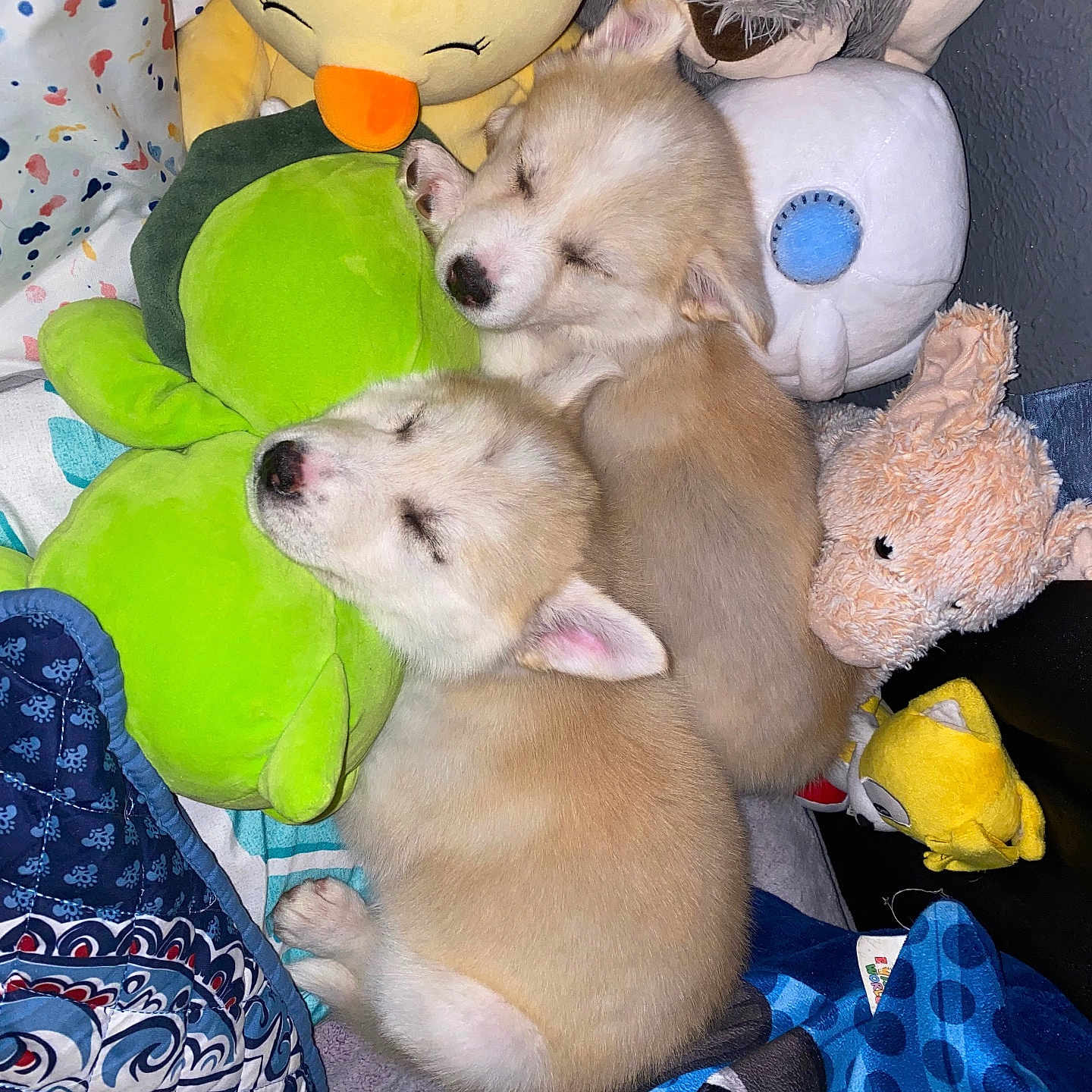 Luna And Bella joined the competition — help win amazing prizes! animal, ball, canine, couch, cushion, dog, football, furniture, homedecor, husky, person, pet, plush, puppy, sleeping, soccer, soccerball, sport, tennis, toy