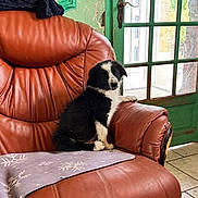 Bandit participe au concours pour gagner de l'argent avec cette photo : puppy, dog, black_and_white, sitting, portrait, pet, fluffy, indoors, armchair, leather_chair, green_door, window, sunlight, home, cozy, blanket, snowflakes, furniture, cute, photography