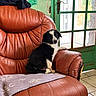 puppy, dog, black_and_white, sitting, portrait, pet, fluffy, indoors, armchair, leather_chair, green_door, window, sunlight, home, cozy, blanket, snowflakes, furniture, cute, photography