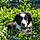 Bandit