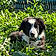 Bandit