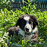 Bandit a rejoint le concours — aidez-le/la à gagner de superbes lots ! puppy, dog, black_and_white, fluffy, young_dog, pet, animal, collar, tag, garden, grass, weeds, plants, outdoor, nature, portrait, sitting, furry, alert, backyard