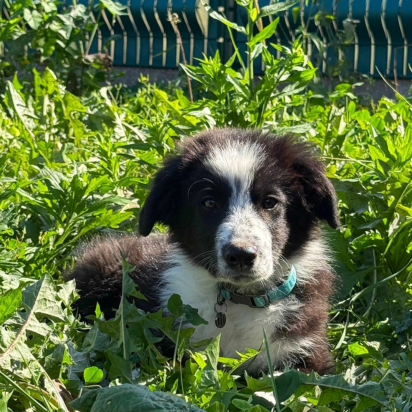 Bandit a rejoint le concours — aidez-le/la à gagner de superbes lots ! puppy, dog, black_and_white, fluffy, young_dog, pet, animal, collar, tag, garden, grass, weeds, plants, outdoor, nature, portrait, sitting, furry, alert, backyard
