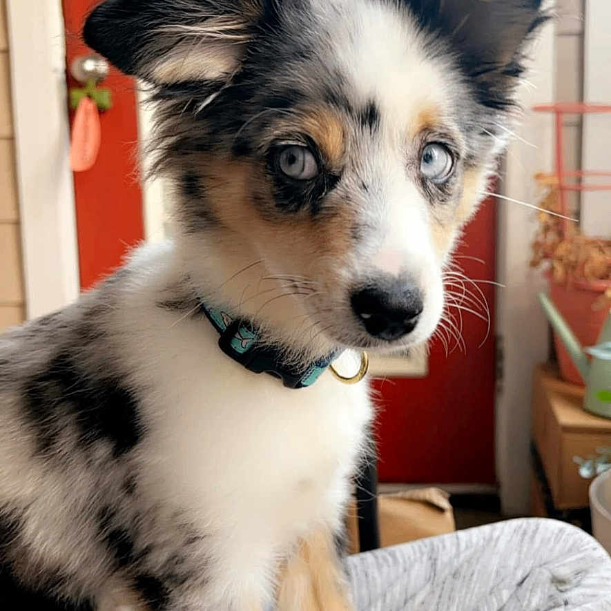 Anakin Skybarker joined the competition — help win amazing prizes! accessories, animal, canine, cockerspaniel, collar, collie, couch, dog, door, eskimodog, face, furniture, husky, indoors, interiordesign, papillon, pet, puppy, strap, window