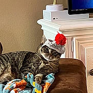 Bubbles joined the competition — help win amazing prizes! cat, tabby_cat, hat, pom_pom, blanket, couch, brown_couch, furniture, living_room, television, home_interior, relaxed, pet, cozy, domestic_animal, indoor, resting, cute, animal, mammal