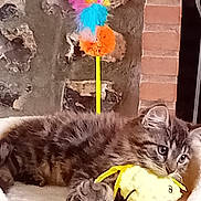 Anice a rejoint le concours — aidez-le/la à gagner de superbes lots ! kitten, cat, tabby, toy, plush_toy, feathers, cat_perch, stone_wall, brick_wall, indoor, pet, feline, cute, playful, resting, animal, cozy, colorful, yellow, fur