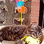 kitten, cat, tabby, toy, plush_toy, feathers, cat_perch, stone_wall, brick_wall, indoor, pet, feline, cute, playful, resting, animal, cozy, colorful, yellow, fur