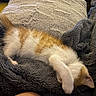 kitten, cat, sleeping, paw, blanket, cozy, furry, orange_and_white, pet, cute, nap, indoor, soft, resting, couch, fur, animal, relax, snuggle, comfort