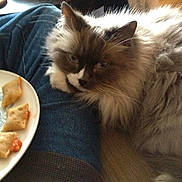 Hugo is registered to the contest to win money with this photo: animal, blue_jeans, cat, cozy, domestic, fluffy_cat, food, fur, household, indoor, lap, looking, person, pet, plate, relaxed, resting, snack, table, wood_floor
