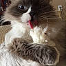 Hugo is registered to the contest to win money with this photo: animal, cat, close_up, cozy, cute, domestic, feline, fluffy, furry, grooming, home, indoor, licking, long_hair, paw, pet, portrait, relaxed, tongue, whiskers