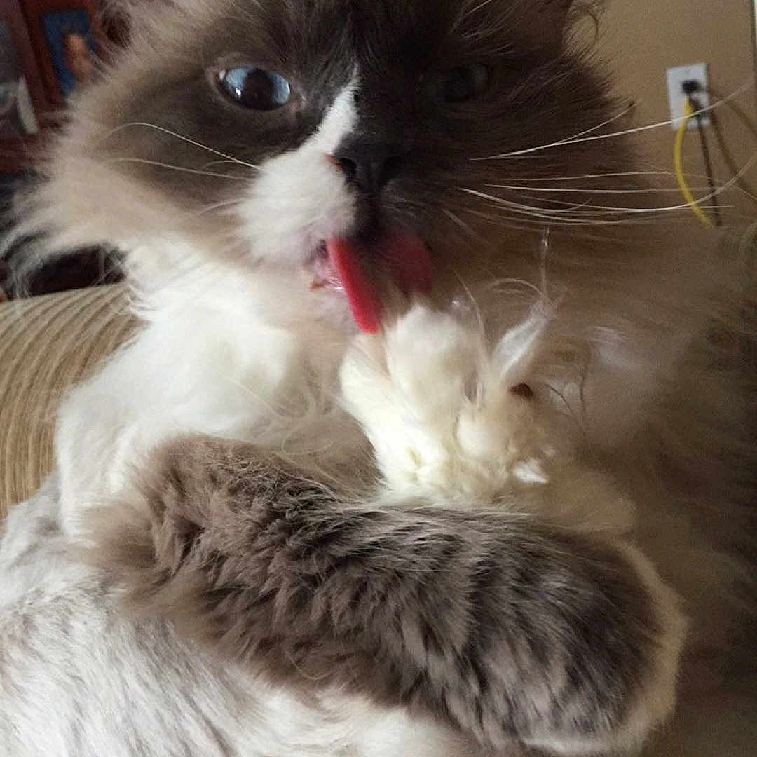 Hugo