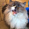 Hugo is registered to the contest to win money with this photo: animal, cat, closeup, cute, domestic_cat, expression, face, fierce, floor, fluffy, fur, indoor, long_hair, mouth_open, pet, pet_animal, portrait, teeth, tile, whiskers