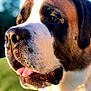 animal, black, brown, canine, close_up, dog, face, fur, grass, happy, nature, outdoor, pet, portrait, saint_bernard, snout, sunlight, tongue_out, whiskers, white