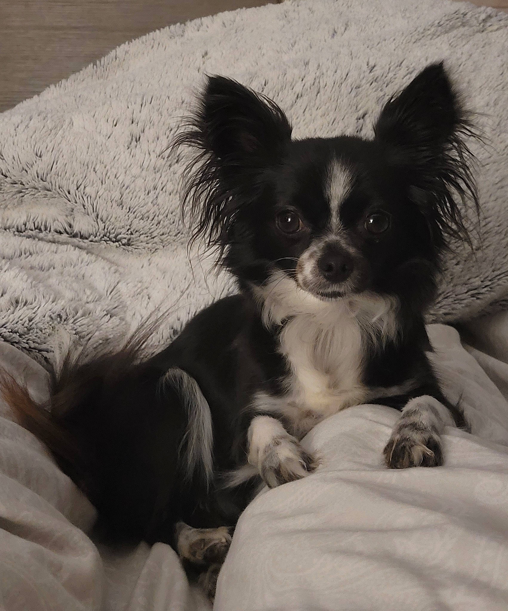 Pandore a rejoint le concours — aidez-le/la à gagner de superbes lots ! canidae, carnivore, comfort, companion_dog, corgi_chihuahua, dog, dog_breed, dog_supply, fawn, fur, monochrome_photography, non_sporting_group, paw, puppy, snout, sporting_group, terrestrial_animal, toy_dog, whiskers, working_animal