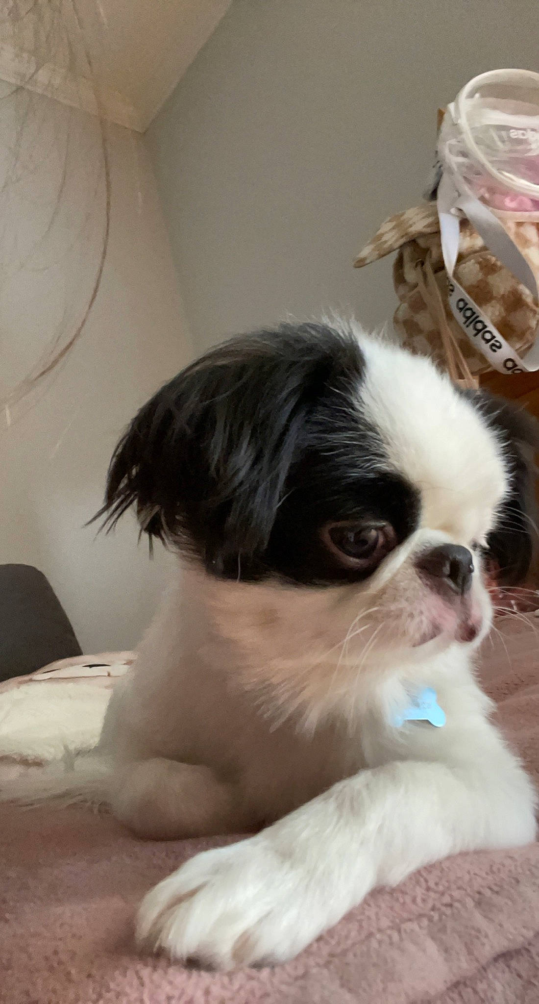 Oreo is registered to the contest to win money with this photo: canidae, carnivore, comfort, companion_dog, dog, dog_breed, fawn, fur, non_sporting_group, snout, sporting_group, terrestrial_animal, toy_dog, whiskers, working_animal, wrinkle