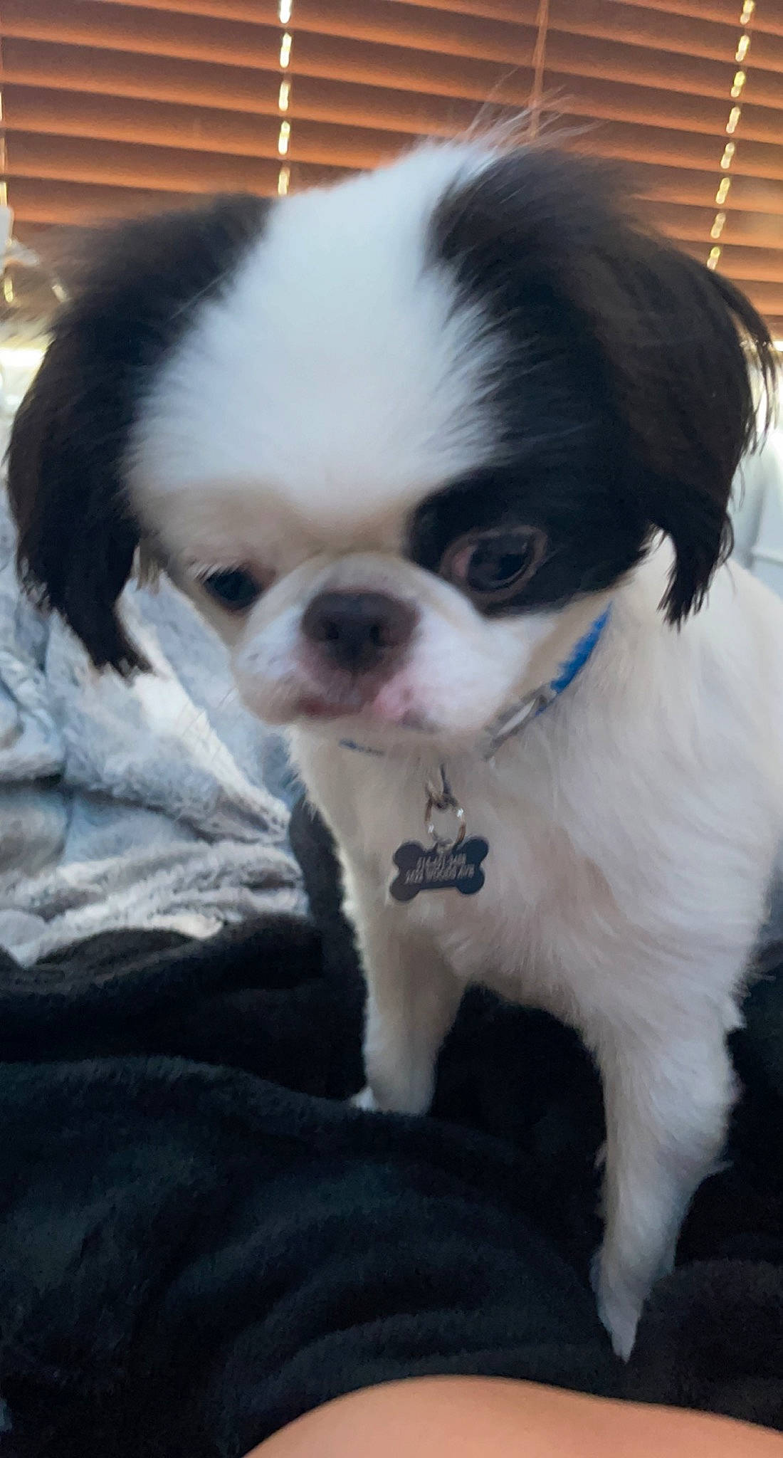 Oreo is registered to the contest to win money with this photo: bored, canidae, carnivore, companion_dog, dog, dog_breed, fawn, fur, iris, non_sporting_group, pekingese, snout, sporting_group, terrestrial_animal, toy_dog, whiskers, working_animal