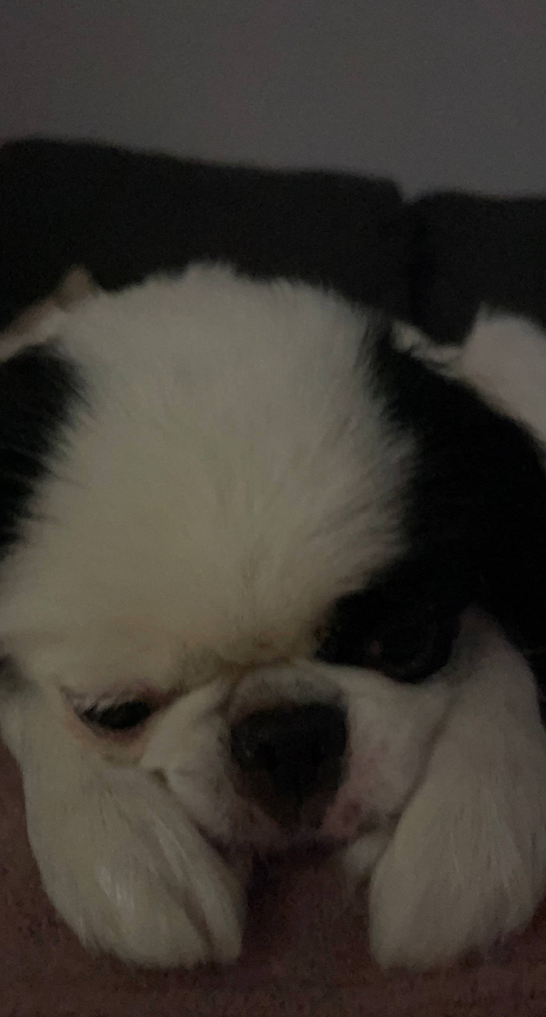 Oreo is registered to the contest to win money with this photo: bored, canidae, carnivore, close_up, companion_dog, dog, dog_breed, ear, eye, fawn, fur, iris, liver, non_sporting_group, snout, sporting_group, terrestrial_animal, toy_dog, whiskers, working_animal