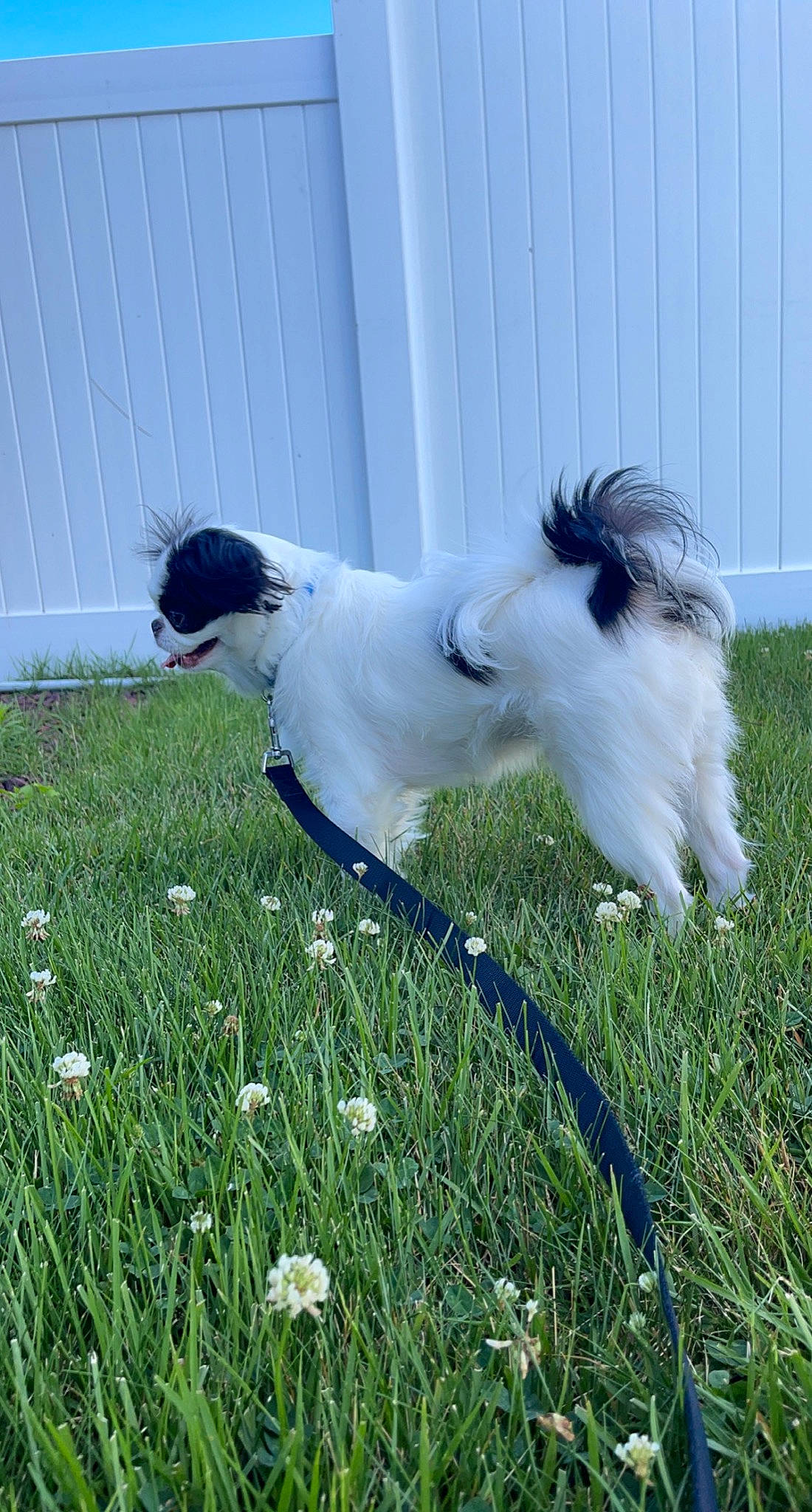 Oreo is registered to the contest to win money with this photo: carnivore, collar, companion_dog, dog, dog_breed, fawn, feather, flower, fur, grass, grassland, livestock, meadow, pasture, plant, sporting_group, tail, terrestrial_animal, wing, working_animal