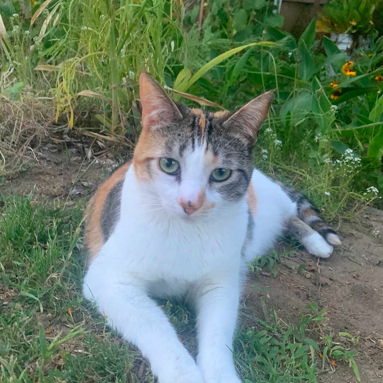 Chita is registered to the contest to win money with this photo: animal, backyard, cat, garden, grass, herbal, herbs, jar, manx, nature, outdoors, pet, plant, planter, pottedplant, pottery, soil, vase, vegetation, yard