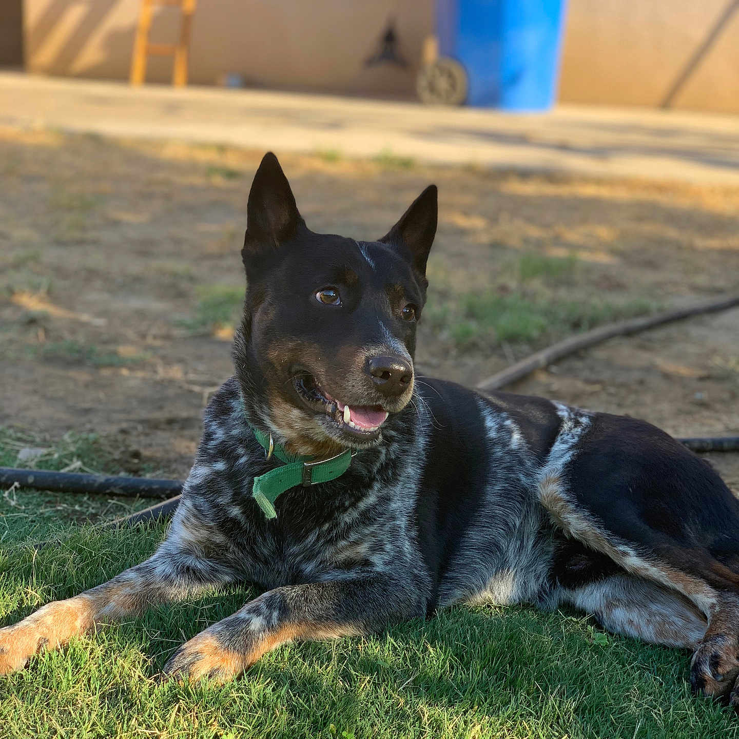 Hondo joined the competition — help win amazing prizes! animal, architecture, backyard, ball, building, canine, dog, grass, nature, outdoors, pet, plant, puppy, shelter, soil, sport, summer, tennis, tennisball, yard