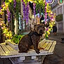 Nikita a rejoint le concours — aidez-le/la à gagner de superbes lots ! animal, bench, blurred_background, calm, decorations, dog, fairy_lights, festive, flowers, harness, night, outdoor, pavement, pet, plant_pot, purple_flowers, street, urban, wooden_bench, yellow_flowers