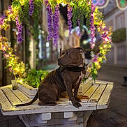 Nikita a rejoint le concours — aidez-le/la à gagner de superbes lots ! animal, bench, brindle, calm, decorative, dog, flower_decoration, glowing, heart_shape, lights, night, outdoor, pet, plant, quiet, romantic, sitting, street, urban, wood
