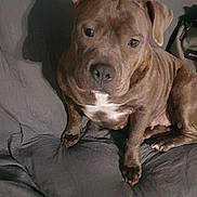 Nokita a rejoint le concours — aidez-le/la à gagner de superbes lots ! animal, architecture, boxer, building, bulldog, canine, chair, couch, dog, face, frenchbulldog, furniture, head, indoors, livingroom, person, pet, pitbull, puppy, snout