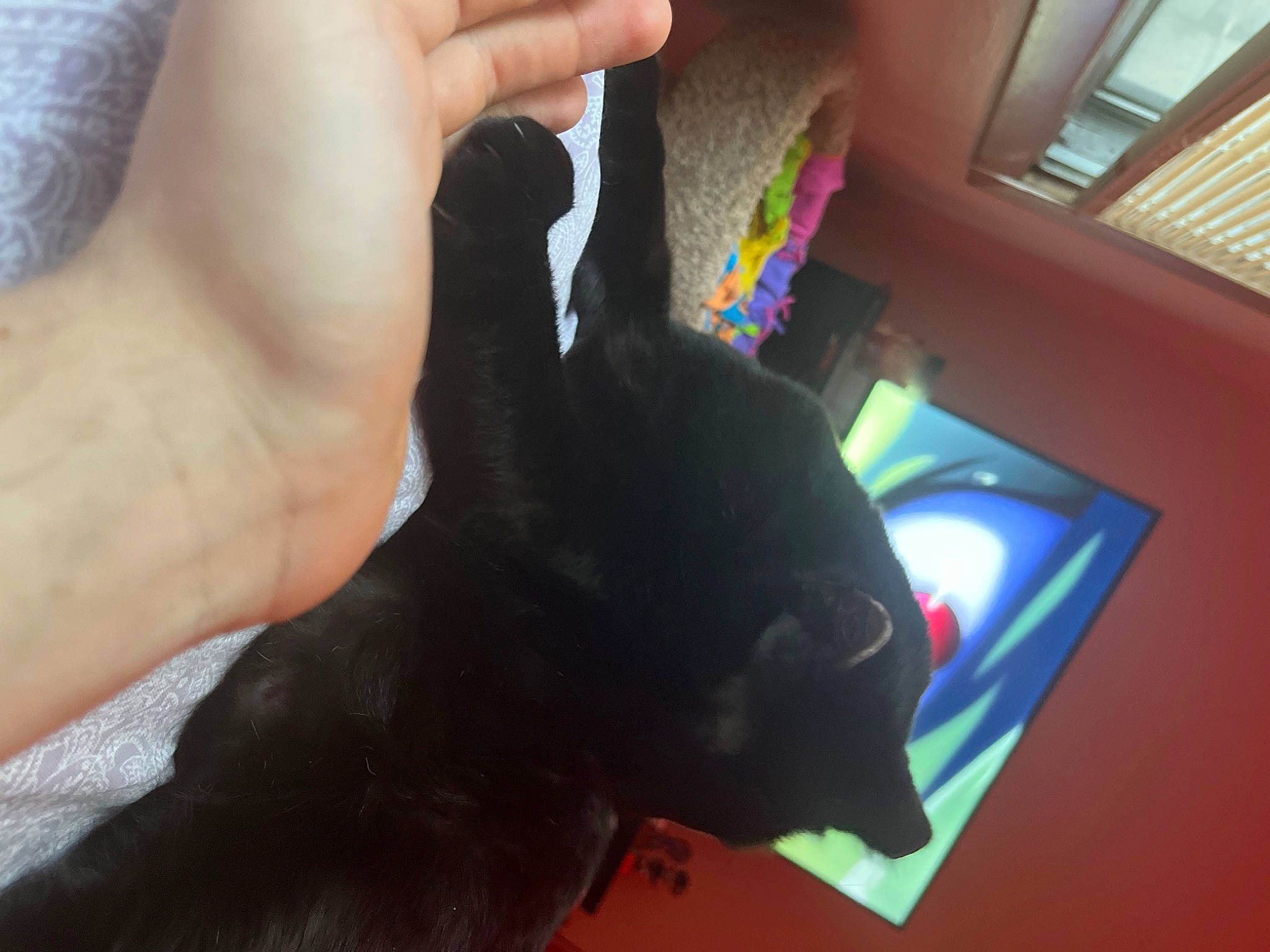 Toothless is registered to the contest to win money with this photo: black_cat, bombay, carmine, carnivore, cat, claw, domestic_short_haired_cat, ear, eye, felidae, finger, fur, gesture, nail, small_to_medium_sized_cats, tail, thumb, whiskers, window, wrist