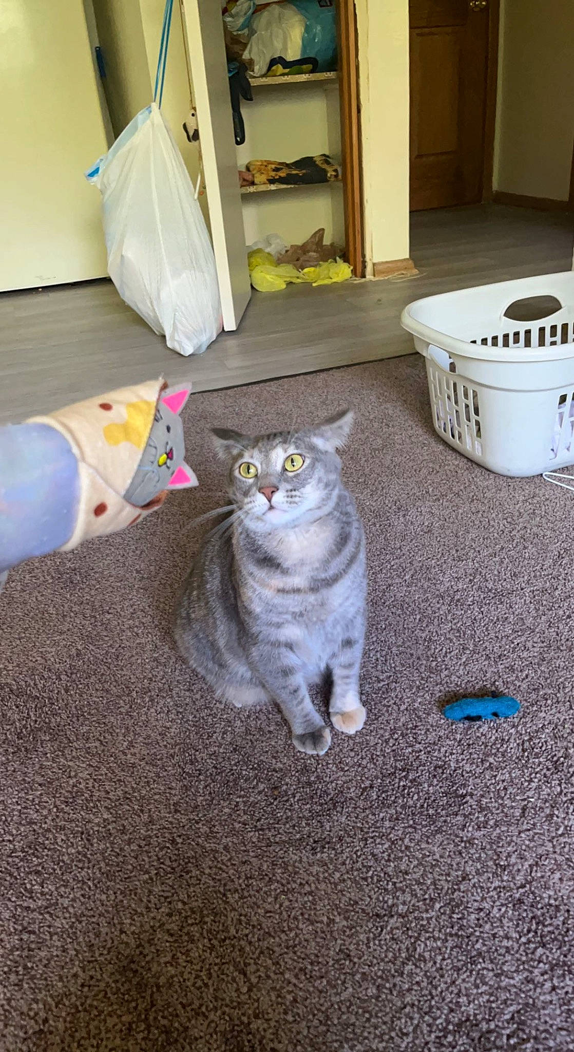 Bella joined the competition — help win amazing prizes! box, cabinetry, carnivore, cat, comfort, domestic_short_haired_cat, felidae, floor, flooring, fur, grey, hardwood, living_room, plastic_bag, room, small_to_medium_sized_cats, table, tail, whiskers, wood