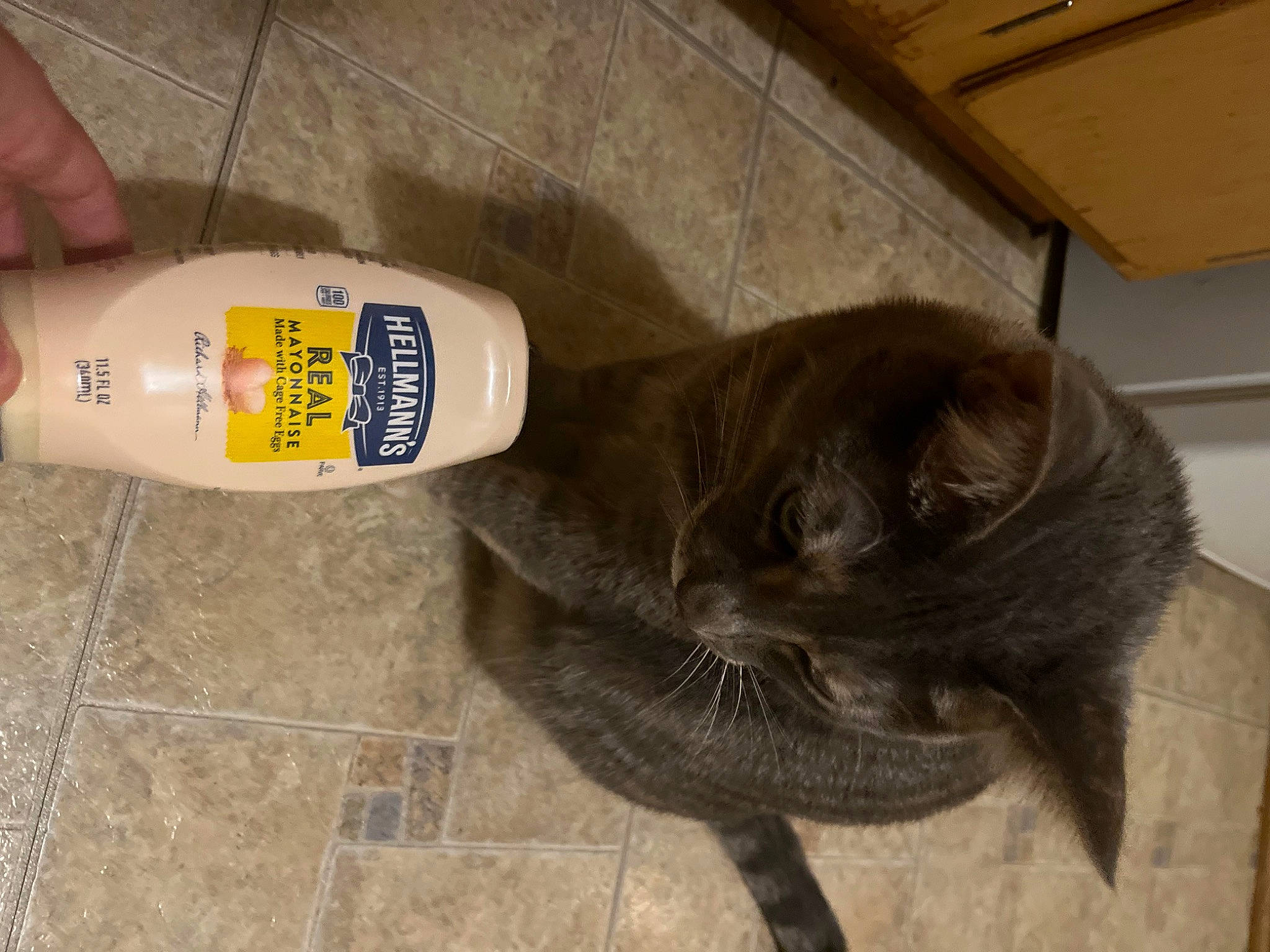 Bella is registered to the contest to win money with this photo: black_cat, carnivore, cat, domestic_short_haired_cat, drink, electric_blue, felidae, flooring, fur, hardwood, human_leg, outdoor_shoe, plastic_bottle, russian_blue, small_to_medium_sized_cats, tail, tile_flooring, walking_shoe, whiskers, wood