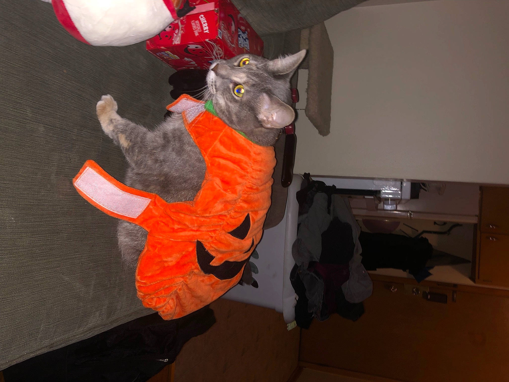 Bella is registered to the contest to win money with this photo: art, carmine, costume, felidae, fictional_character, flooring, fur, grey, mascot, personal_protective_equipment, plush, room, small_to_medium_sized_cats, stuffed_toy, tail, toy, visual_arts, whiskers