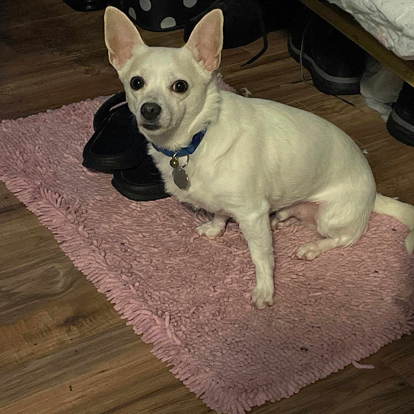 Gloria Hines joined the competition — help win amazing prizes! animal, bag, collar, companion, cozy, curious, dog, domestic, floor, flooring, home, indoor, pet, pink_rug, polka_dot, shoes, sitting, small_dog, white_dog, wooden_floor