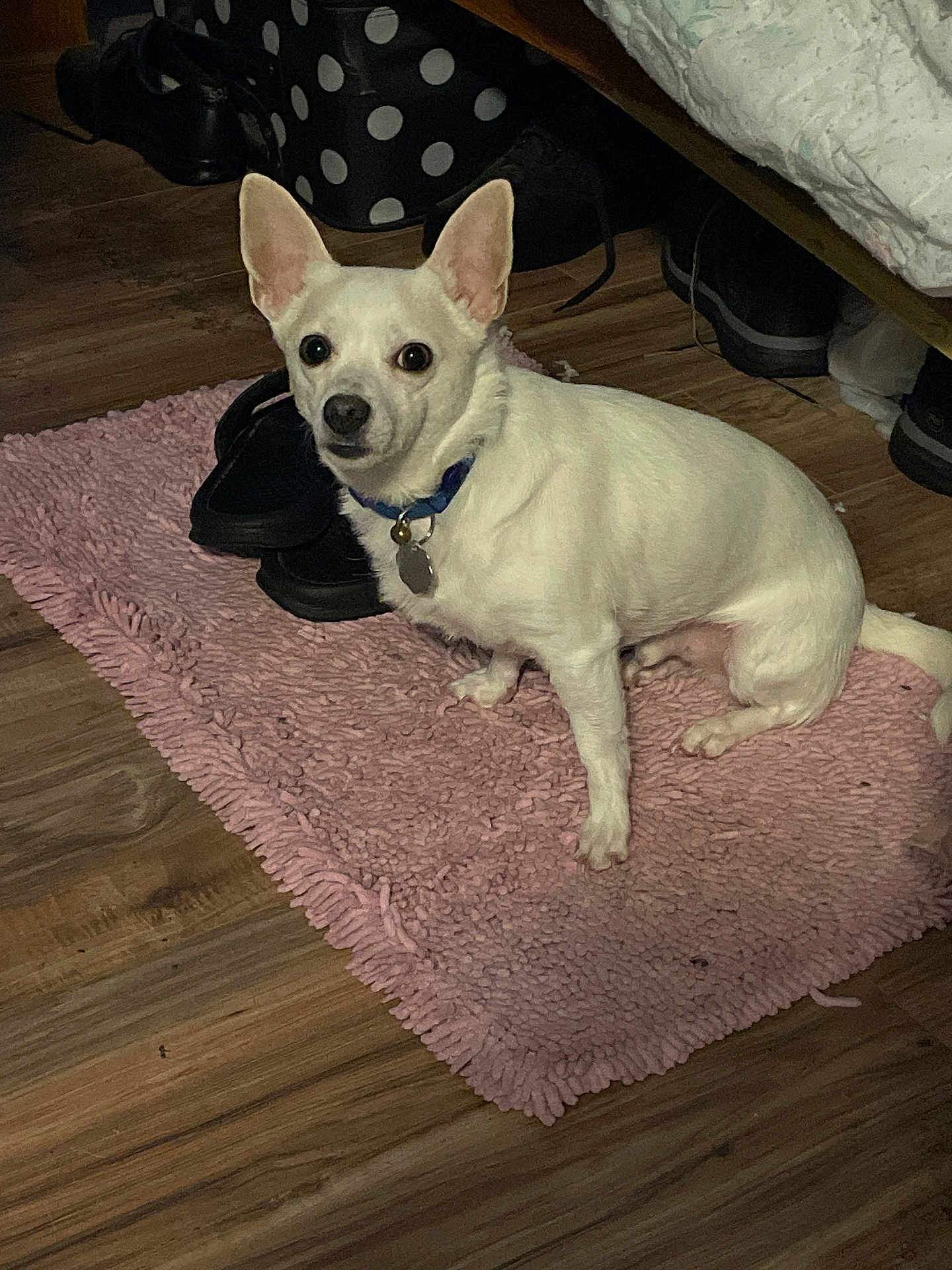 Gloria Hines joined the competition — help win amazing prizes! dog, white_dog, pet, small_dog, collar, indoor, flooring, pink_rug, shoes, bag, polka_dot, wooden_floor, curious, sitting, floor, home, cozy, domestic, animal, companion