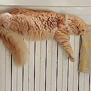 Poussinou a rejoint le concours — aidez-le/la à gagner de superbes lots ! cat, orange_cat, fluffy, sleepy, radiator, indoor, pet, fur, relaxed, paw, resting, window, white, striped, domestic_cat, animal, mammal, cute, cozy, home