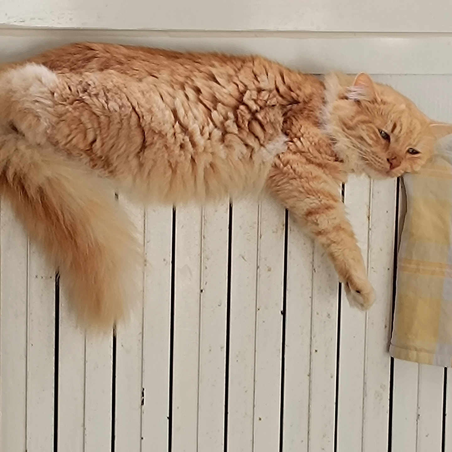 Poussinou a rejoint le concours — aidez-le/la à gagner de superbes lots ! animal, cat, cozy, cute, domestic_cat, fluffy, fur, home, indoor, mammal, orange_cat, paw, pet, radiator, relaxed, resting, sleepy, striped, white, window