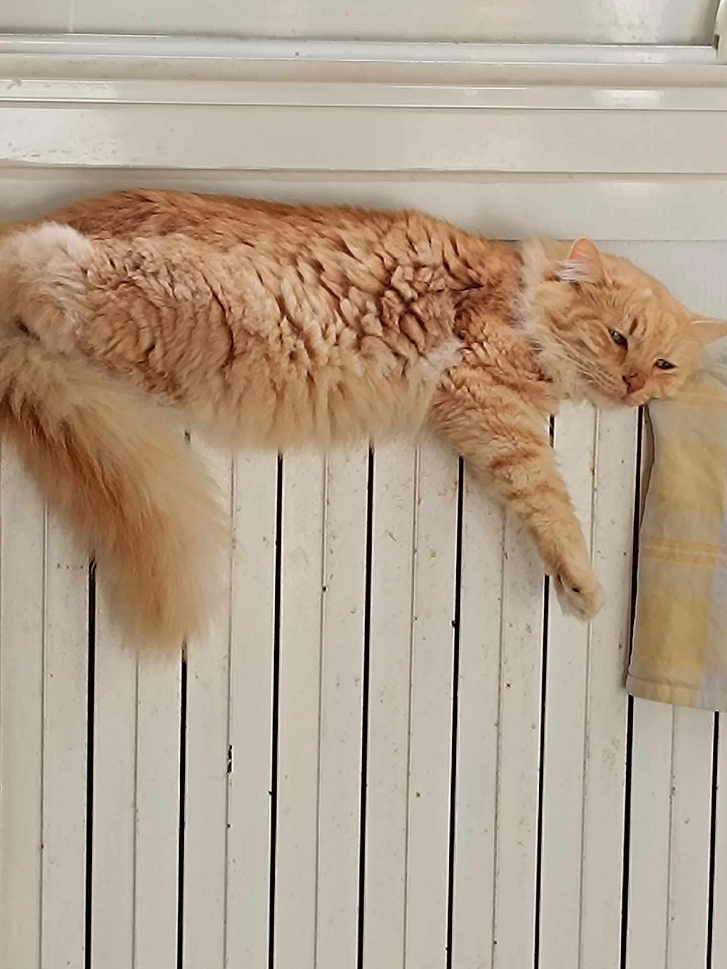 Poussinou a rejoint le concours — aidez-le/la à gagner de superbes lots ! cat, orange_cat, fluffy, sleepy, radiator, indoor, pet, fur, relaxed, paw, resting, window, white, striped, domestic_cat, animal, mammal, cute, cozy, home